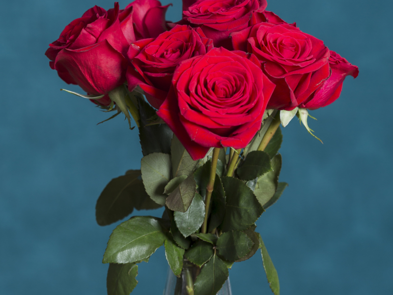 beautiful-roses-vase-front-blue-wall