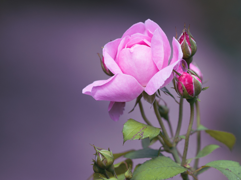 A closeup shot of a beautiful pink garden rose on a blurred background