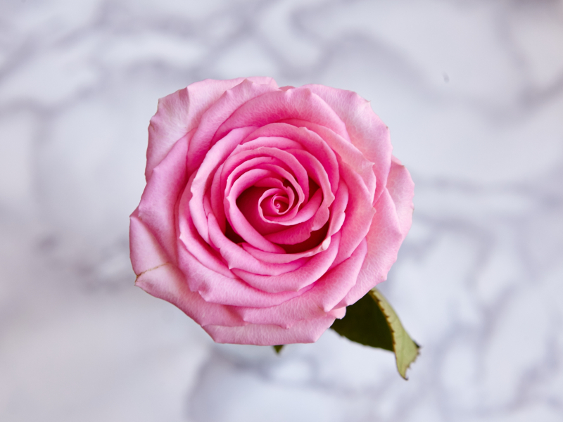 A high angle closeup shot of a beautiful bloomed pink rose on blurred background